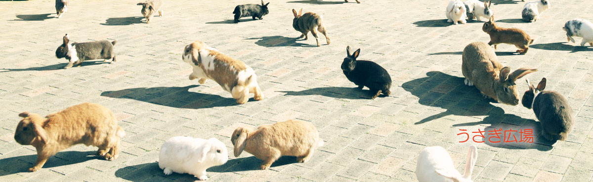 月うさぎの里 加賀の月うさぎ伝説 うさぎと遊ぶ うさぎを見る