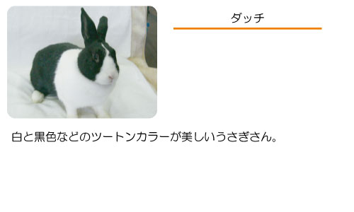 月うさぎの里 加賀の月うさぎ伝説 うさぎと遊ぶ うさぎを見る