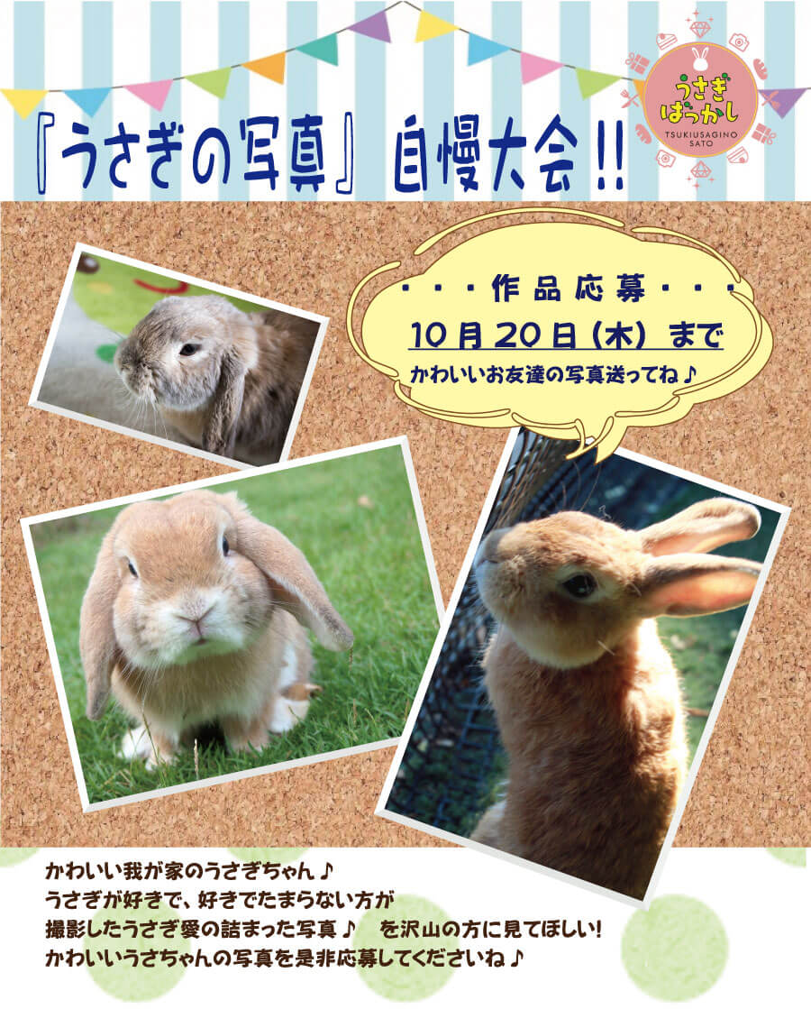 最高かつ最も包括的なうさぎ 欲しい 最高の動物画像 最高かつ最も包括的なうさぎ 欲しい 最高の動物画像
